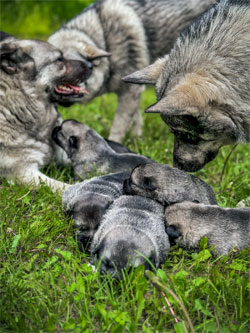 Vaeda Pups Outside