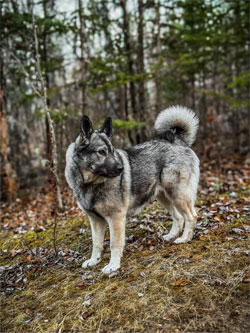 Isla Fullblood Elkhound Female