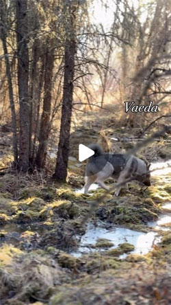 Vaeda Norwegian Elkhound