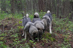 Ancient Bloodline Norwegian Elkhound