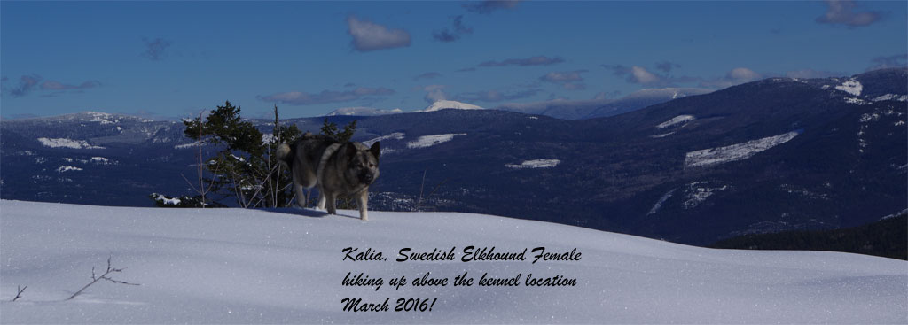 Kalia Swedish Elkhound Female