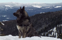 Swedish Elkhound later known as Jamthund