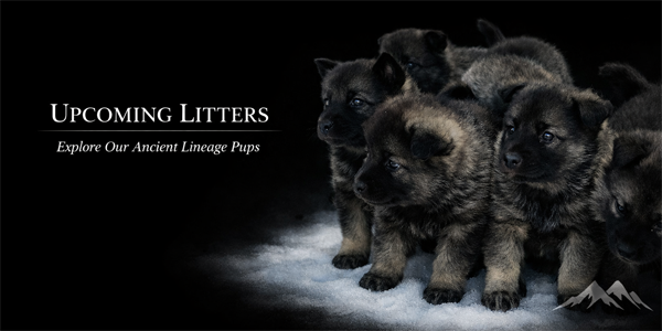 Continue to our current litters