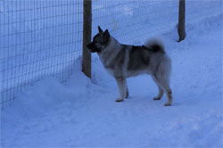 Loki Norwegian Elkhound Stud