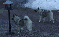 Sage and Willow Norwegian Elkhound Sisters