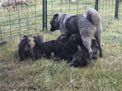 Sage 7 Norwegian Elkhound Pups