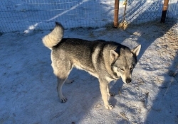 ARCO Jamthund Sire