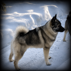 Loki - Norwegian Elkhound