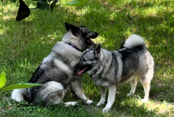 Moki and Riatta - Norwegian Elkhound