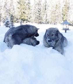 Jaegar and two male Elkhound Pups