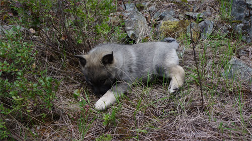 Ancient Elkhound Male Pup