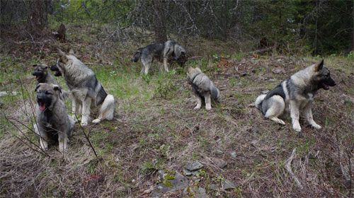 5 Litters of Norwegian Elkhounds