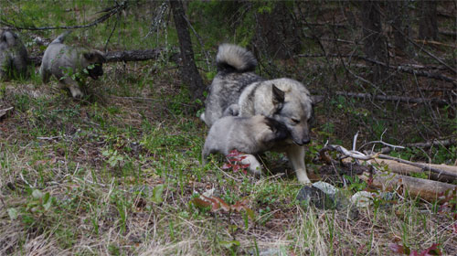 Ancient Elkhound Female and Pup