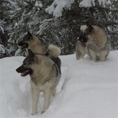3 Norwegian Elkhounds