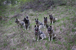 8 Elkhounds Lean and Mean Spring Hiking 2016