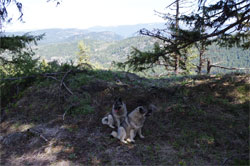 Tekla and Tuva Female Elkhounds