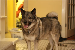 Telsa Male Elkhound Five years old
