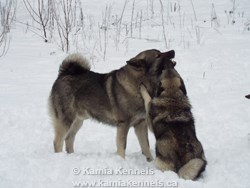 Large Norwegian Elkhound