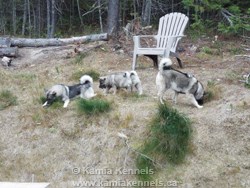 Norwegian Elkhound pups