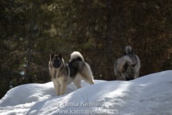 Two Female Norwegian Elkhounds