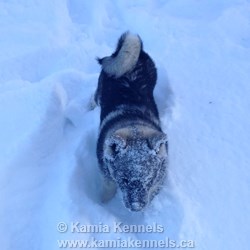 Norwegian Elkhound Male Nordic