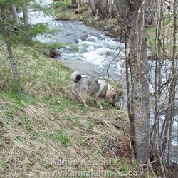 Tora female Norwegian Elkhound