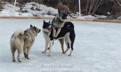 Karelian Norwegian Elkhound
