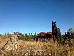 Norwegian Elkhound Male with Horses