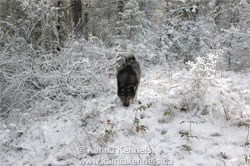 Elkhound Breeding male