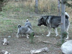 Male Elkhound Two pups