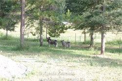 Elkhounds Takoda and Tora