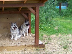 2 Norwegian Elkhound Females