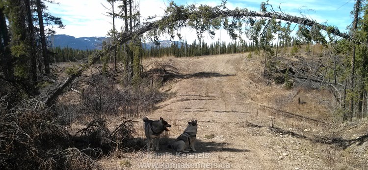 Elkhounds hiking offleash