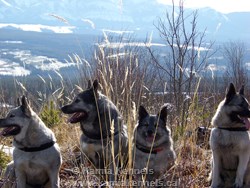 Mountain Hiking Elkhounds