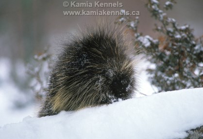 Canadian Porcupine