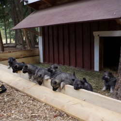 Norwegian Elkhound Pups Outside at Kamia Kennels