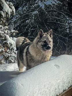 Teeko Son Jupiter Norwegian Elkhound Male