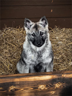 Karia has new Elkhound Puppies