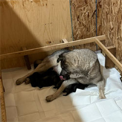 Karia has new Elkhound Puppies