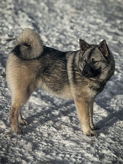 Rovi - Foundation Norwegian Elkhound Female