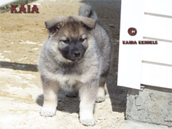 Kaia Young Norwegian Elkhound