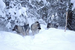 Kamia Kennels Future Norwegian Elkhound Females