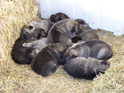 Norwegian Elkhound pups sleeping outside