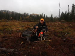 Norwegian Elkhound on Hunt