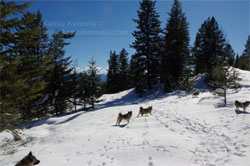 Offleash Norwegian Elkhound Dogs