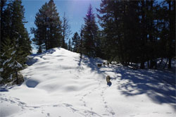 Norwegian Elkhounds Hiking In BC