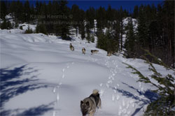 Norwegian Elkhounds Ranging