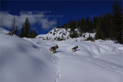 Norwegian Elkhound Hike