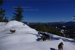 Norwegian Elkhounds Ranging In Snow