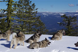 Norwegian Elkhounds Offleash Hiking
